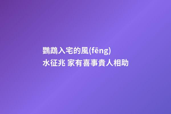 鸚鵡入宅的風(fēng)水征兆 家有喜事貴人相助